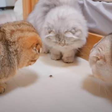 お家に現れた『小さな虫』→気付いた"子猫たち"が総出で撃退しようとした結果…まさかの光景に「かわいいｗ」「悲鳴上げちゃった」と反響