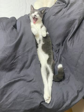 「猫は伸びると聞いてはいたけど、ここまでとは…」生後9カ月と2才で同じポーズをしていてびっくり！　伸びっぷりでわかる猫の「成長ビフォーアフター」