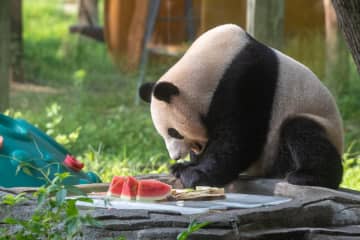 中国・重慶動物園で暑さ対策を実施