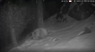 陝西省の秦嶺山脈で野生の茶色パンダを再び確認―中国