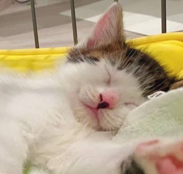 突然、限界を迎えてしまった“パッツン前髪”が特徴の保護子猫→4年後も「自分を子猫だと思っている」ような姿が愛おしい！