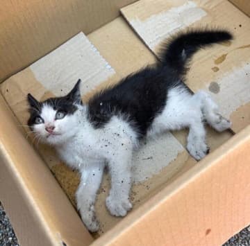 給湯器の下からレスキューされた子猫　寝たきりの状態を乗り越え、たくましく成長した3年後の姿にグッとくる！
