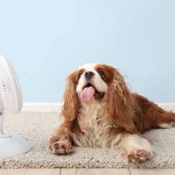 犬に絶対NGな『冷房の使い方』4選　間違った使用方法で逆効果となることも