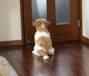 玄関の鍵が開く音を聞きつけてオスワリするシー・ズーの子犬　家族を待つ「健気な後ろ姿」にキュンとする！