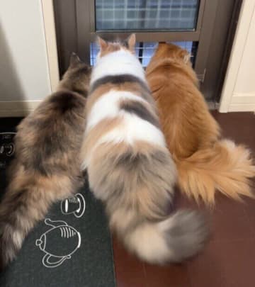 「このしっぽ一生見ていたい」窓の外を眺めるモフモフの猫たちに約1.1万いいねが集まり話題に