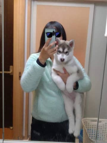「1週間で1kgずつ増えていた」グングン大きくなるハスキー子犬、「明るく元気な“陽キャ”なコ」に成長中！