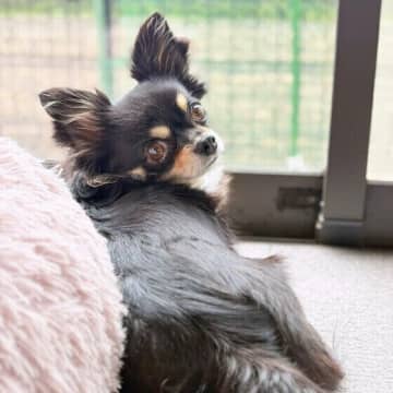 「台風・大雨で注意報や警報が出た」愛犬との避難はどうする？ 専門家が解説