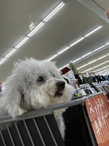 「新しいサーキュレーター購入したので」愛犬に風に当たってもらった結果⇒衝撃の姿が「半分消えてる！？」「消しゴムマジック？？」と話題に
