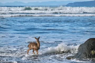 「海で何してたの…？」おぼれかけの"シカ"が救助される。ライフセーバーに称賛