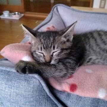 拾った子猫を動物病院に　診療内容やかかる費用を獣医師に聞いた