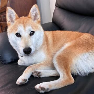 4つの計画がカギになる！1才までに「吠えない犬」を育成しよう