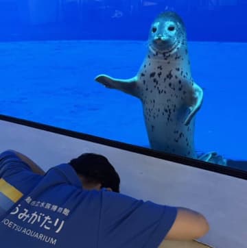 「仁王立ちに貫禄ありすぎ」なアザラシ様。名前を間違えた“罪深き人間”に、水槽越しに“裁き”を下す姿が話題に