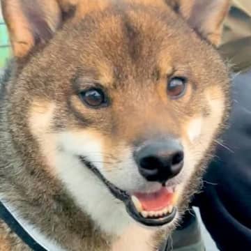 ゴキゲンで散歩している犬→突然大雨が降ってきて…次の瞬間に見せた『まさかの表情』が可愛すぎると７万再生「必死なの分かる」「お耳がｗ」
