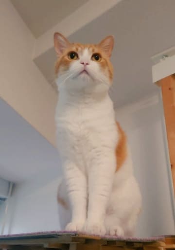“夏毛”の猫と“冬毛”の猫を比べてみたら…その違いに「こんなに違うの！？」「別猫」と驚きの声