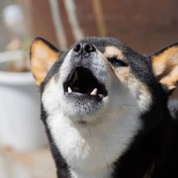 犬の『吠え癖』が酷い…改善策はある？吠え続けてしまう理由から正しいしつけの方法まで