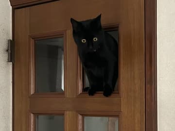 ガラスが外れ、猫が通り始めて？　数日後の展開に「声出た」「笑いが止まらん」