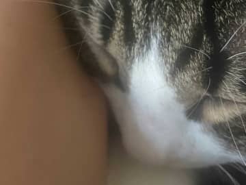 スヤスヤと寝る猫　毛に付いていた『謎の物体』に「ツボった」「謎が解けたわ」