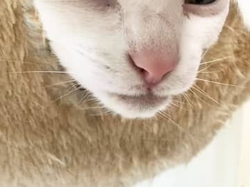 ネットをざわつかせた『奇跡の１枚』　猫の姿を見ると？「どうしてそうなった」「え？」