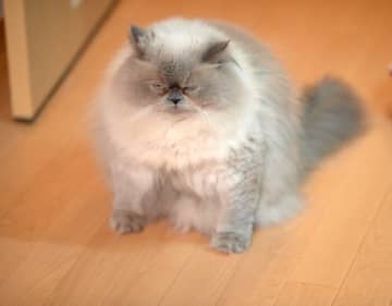 常に「何か意味のあるような表情」をしている猫　目を細めたときの“悪い顔”がおもしろ可愛い！
