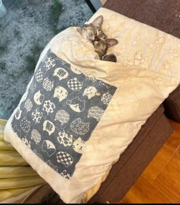 汚れが目立ってきた猫用布団で幸せそうな寝顔を見せる猫　「これは捨てられない」「思い出がたっぷり詰まったお布団」と反響
