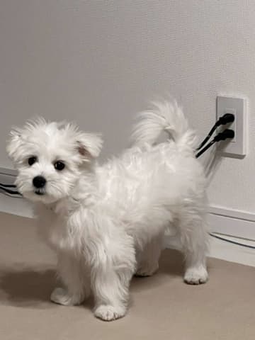 「最新のアイボってふわふわなんだね」　〝充電式の犬〟に9千人ほっこり
