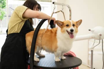 【NEW OPEN】愛犬の“ふわふわ笑顔”に感動！無理をさせない優しさと技術がそろった浦安市堀江の新トリミングサロン体験レポート♪