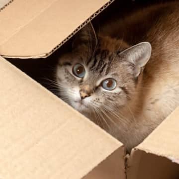 本当にあった『世界の猫事件簿』4選　猫をめぐる驚きの出来事から学ぶトラブル回避法