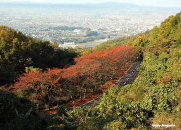 【奈良】奈良奥山ドライブウェイ 〜 古都・奈良の街並みと桜並木が見られる人気コース〜[バイク・車でツーリングしたい日本百名道・No.65]