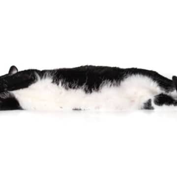 猫の『お腹側の毛色・柄』にまつわる3つのおもしろい話　黒猫以外で“腹黒い猫”がいない理由とは？