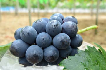 【岡山県新見市】最先端の機械と人の力で、山に挑む。 杉産業が率いる、未来の森林を守る新時代の林業チーム［求人情報あり］