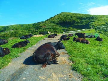 島根県 隠岐諸島 知夫里島へ　ゆっくり島時間の夏　七類港からフェリー2時間で奇景絶景の大自然へ　透明度抜群のおだやかで混み合わない海水浴場も◎