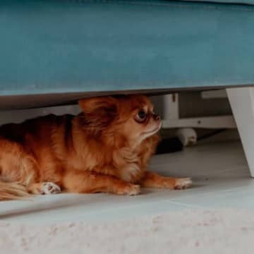犬が『狭い場所』を気に入る4つの理由　どうして入りたがるの？知っておきたい心理まで