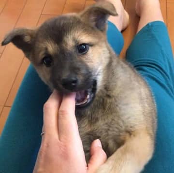 飼い主の膝の上で遊ぶ生後2カ月の元野犬の子犬→6才の現在、「とにかくどーんと大きく成長」した姿にほっこり
