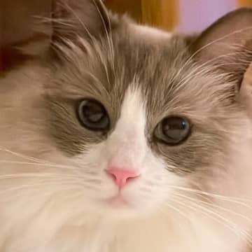 ママが撮影したときは可愛らしい表情の猫→『パパが撮る』と……驚愕の『差』に22万いいね「本当に同じ猫？ｗｗ」「ギャップがすごすぎるｗ」