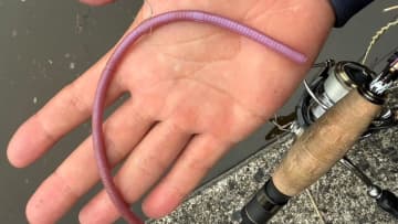 【夏バテ系バスにはこれで決まり】ミミズ待ちパターン切り替えていきなり3発。好きなサイズにカットして『エサ認定』がもらえます