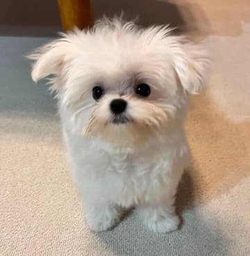“愛くるしい表情でママを見つめていた”子犬が1才に！　「1年でこんなにもかわいくイケメンになるなんて」と成長にほっこり
