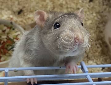 ヒゲのスタイルが芸術的すぎるネズミに4.4万人ビックリ「まって」「想像以上」　何がどうしてそうなった？