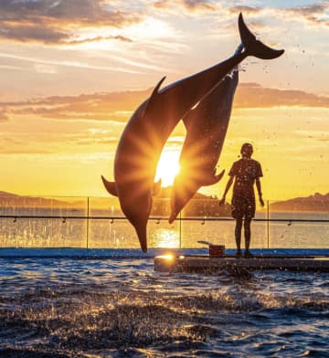 「これ実写！？」夕日に舞う2頭のイルカにラッセンも驚く？四国水族館の幻想的な"奇跡の一枚"にネット騒然