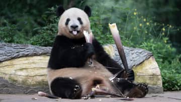 パンダのシャンシャン、両手にタケノコ　中国四川省