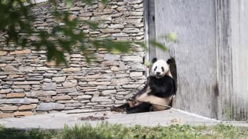 パンダのリーリー、元気に食事　中国四川省