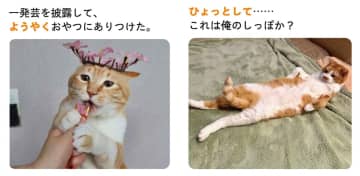かわいいネコに癒されながら語彙力アップ　副詞を学ぶ『にゃるほど！コミュ力UP語彙辞典』