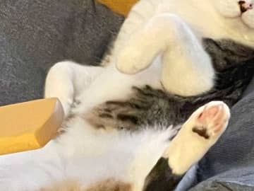 「宇宙と交信中？」　フリーズ中の猫、その表情が…「吹いた」「どうしたんだよー！」