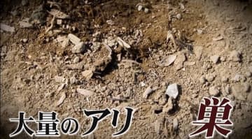 畑・庭のアリの大量発生、どうする!?  家庭菜園を守る「重曹団子」で安全・簡単アリ退治法【農業YouTuberが伝授】