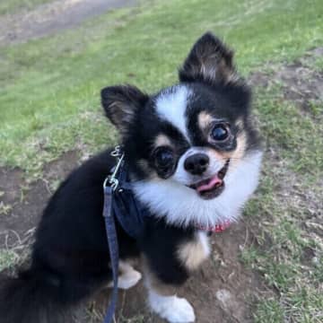 犬が夏の散歩で歩かなくなる理由は？暑い季節の散歩で気をつけるポイントを解説