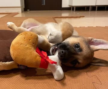 無邪気に遊ぶ姿がかわいい生後3カ月の元野犬の子犬→4年後、見た目も行動面も立派に成長した姿にほっこり！