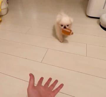 おもちゃを得意げにトコトコ運ぶ小さなペキニーズの子犬→3才の現在、たくさんの幸せをもたらしてくれる存在に！