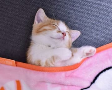 ブランケットを掛けると“赤ちゃん”のように熟睡していた子猫　安心して笑っているような寝顔が愛おしい
