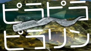 思わず名前を呼びたくなる可愛いルアー⁉極細テールが小さな生命感を生む!!