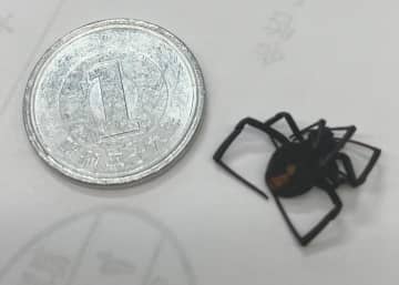 外来毒グモ　水戸で発見　市「素手で触らず駆除を」　茨城