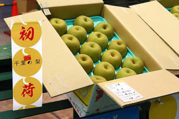 生産量日本一の千葉県産 梨　待望の初出荷！ JA長生 一宮・岬梨組合の幸水「ながいき梨」が東京大田市場で初競りで20玉1万円　ファン待つ百貨店や果物専門店にいよいよ登場！